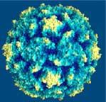 Virus tumorali a DNA Inducono tumori benigni e