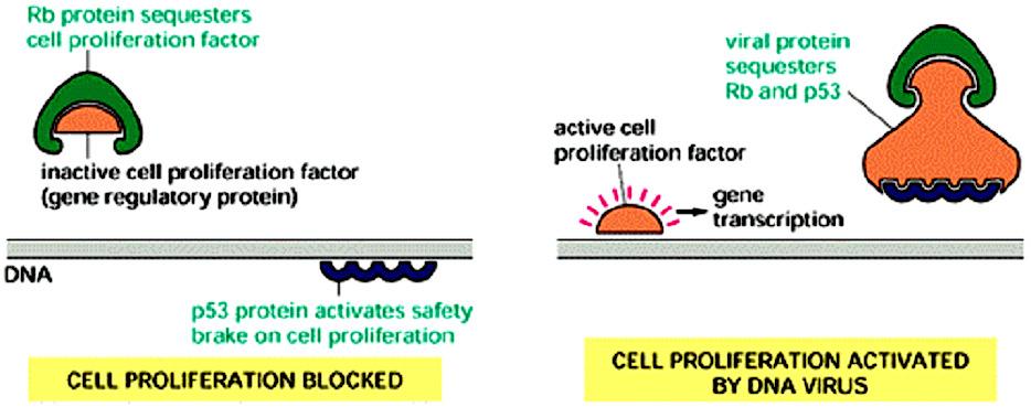 Attivazione della proliferazione cellulare da parte del virus tumorale a DNA SV40 La proteina Rb sequestra il fattore di proliferazione cellulare Fattore di proliferazione cellulare inattivo