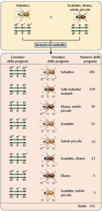 INCROCIO A TRE PUNTI 8 tipi di gameti con diverse frequenze 6 tipi di gameti ricombinanti e 2 parentali I doppi ricombinanti sono i meno frequenti e indicano quale è il gene