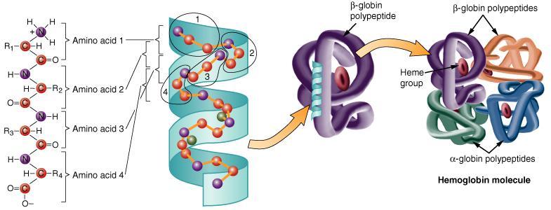 Però esistono proteine formate da più subunità proteiche come l emoglobina, allora UN GENE--UNA CATENA POLIPEPTIDICA Oggi