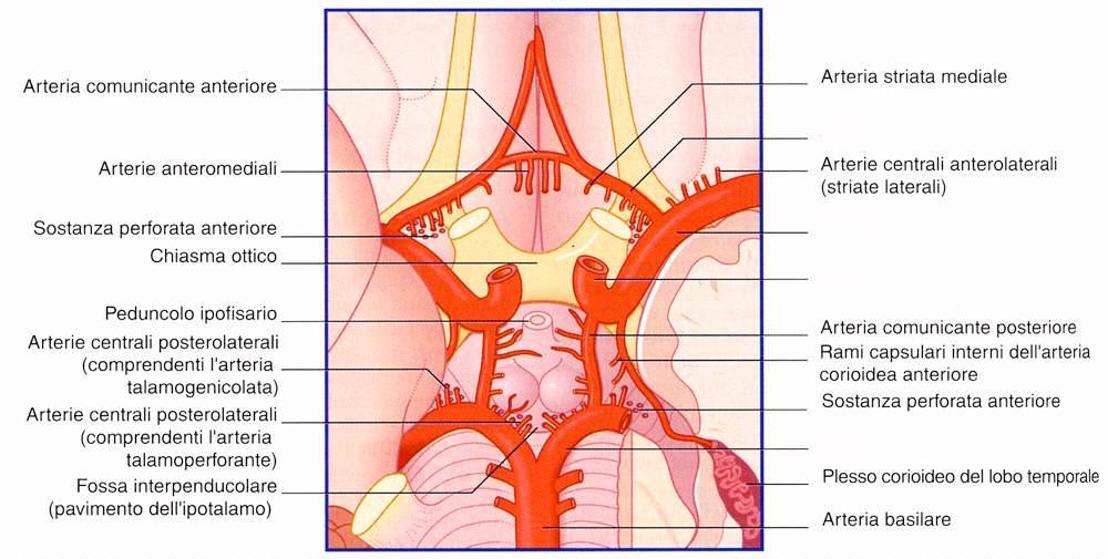 A. cerebrale anteriore A. cerebrale media A. carotide interna A.