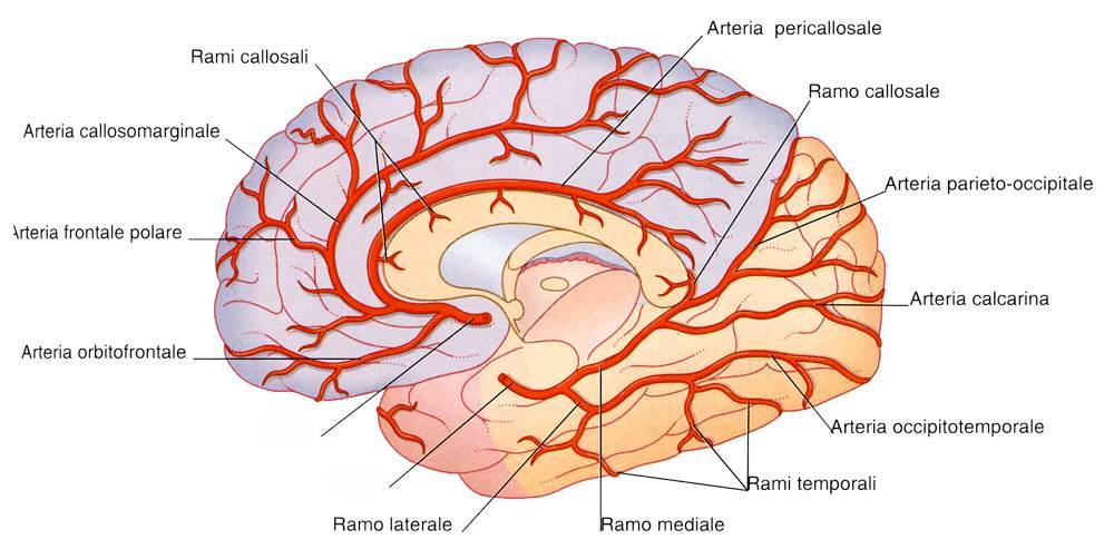 A. cerebrale anteriore A.