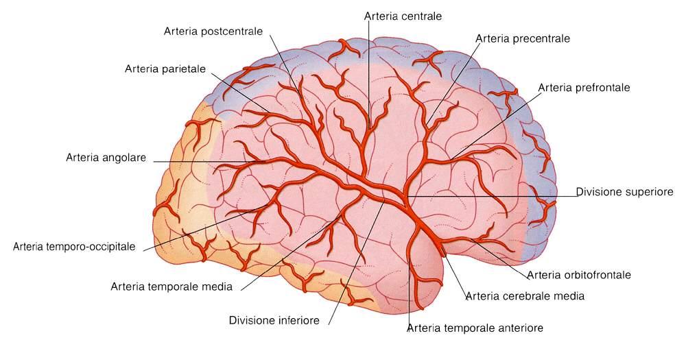 Immagine tratta da: Neuroanatomia, Fitzgerald,