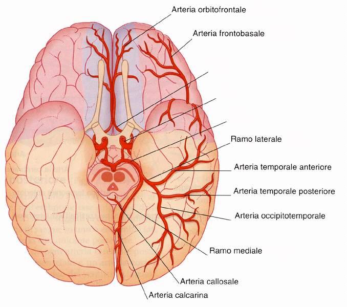 Immagine tratta da: Neuroanatomia, Fitzgerald,