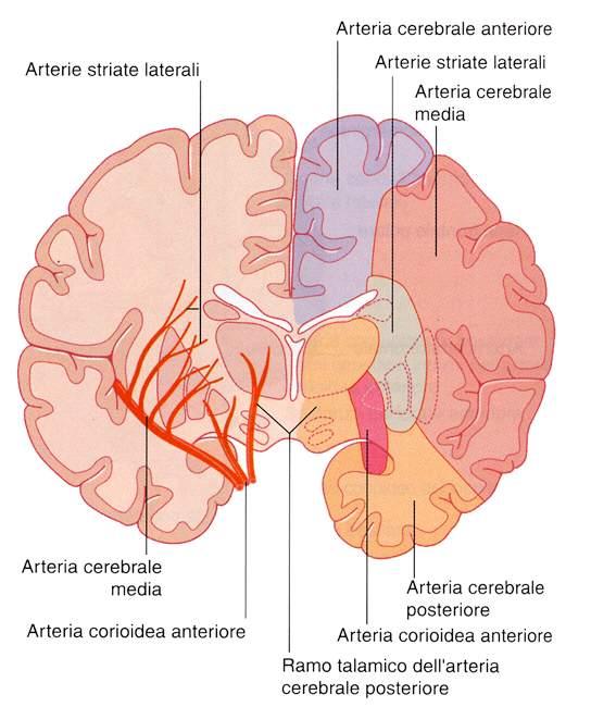 Immagine tratta da: Neuroanatomia, Fitzgerald,