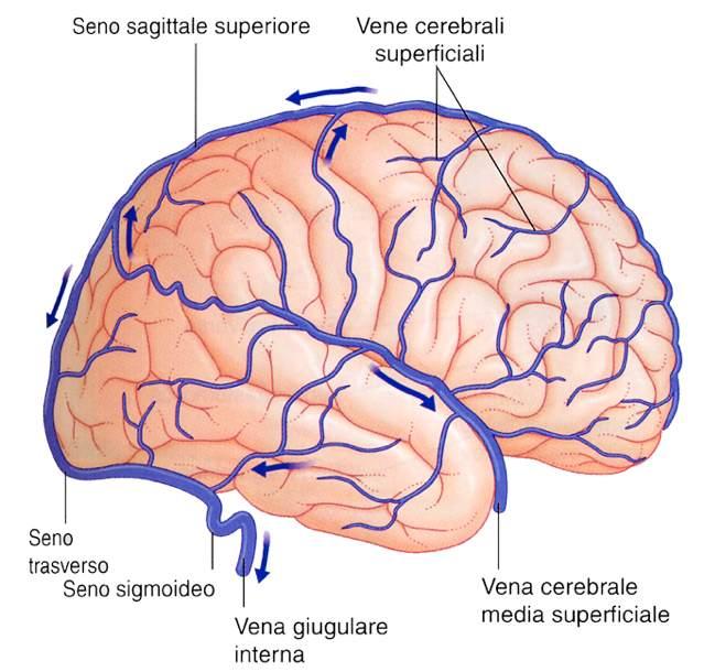 Immagine tratta da: Neuroanatomia, Fitzgerald,