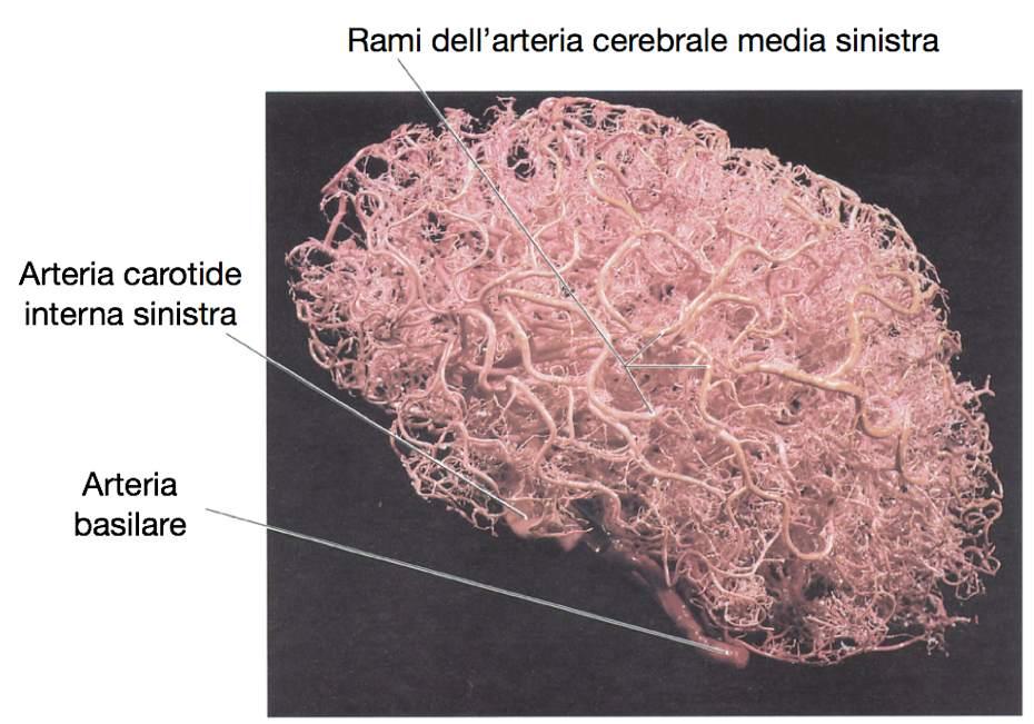 Immagine tratta da: Anatomia Umana, Martini,