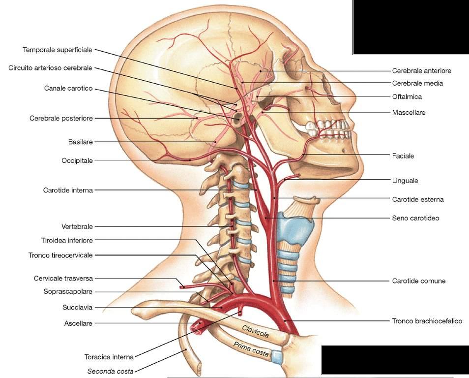 Immagine tratta da: Anatomia Umana, Martini,