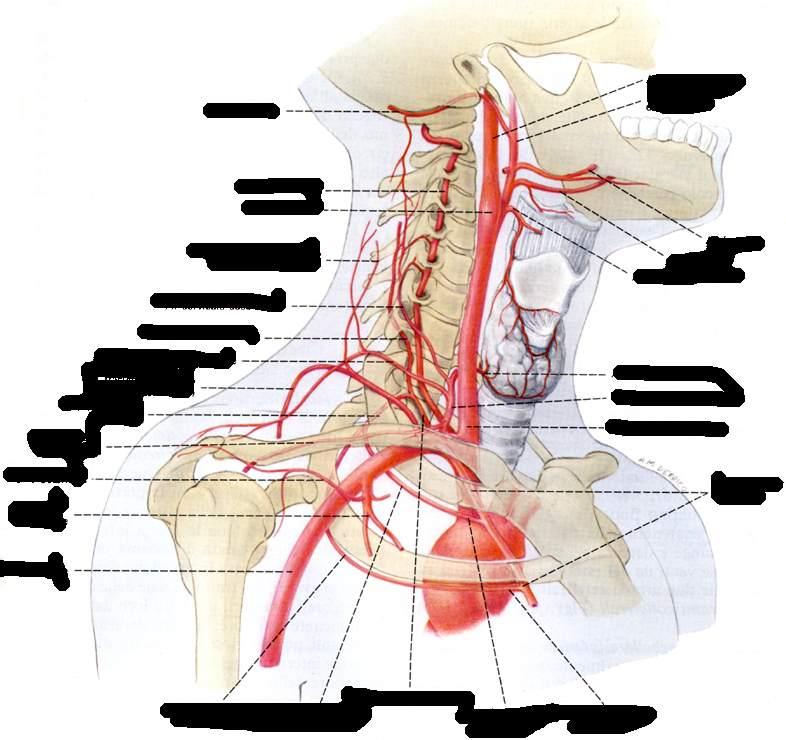 A. occipitale A. vertebrale Seno carotico A. trasversa del collo (ramo ascendente) A. cervicale ascendente A. cervicale profonda A. cervicale superficiale A. trasversa del collo (ramo discendente) A.