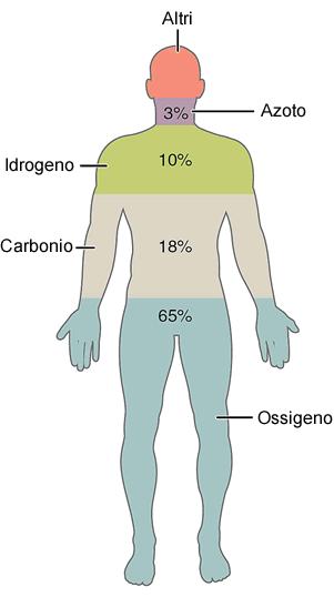 LA CHIMICA ORGANICA La chimica organica studia i composti organici CARBONIO (C), IDROGENO (H), OSSIGENO (O), AZOTO (N), ZOLFO Sono i costituenti fondamentali