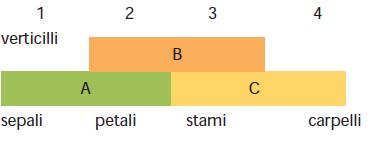 Wild type Dal Libro di testo: Elementi di Biologia dello