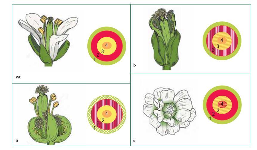 Dal Libro di testo: Elementi di Biologia dello Sviluppo delle Piante, ed.