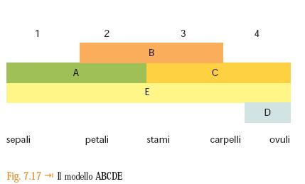 Lo studio dei mutanti sep e dell azione dei geni SEP ha permesso di confermare la vecchia intuizione che i verticilli fiorali sono foglie