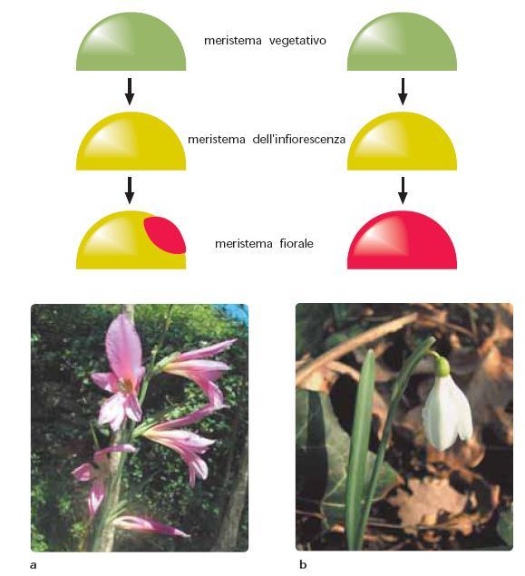 Infiorescenza indefinita Fiore definito Il meristema dell infiorescenza si differenzia parzialmente o completamente in meristema