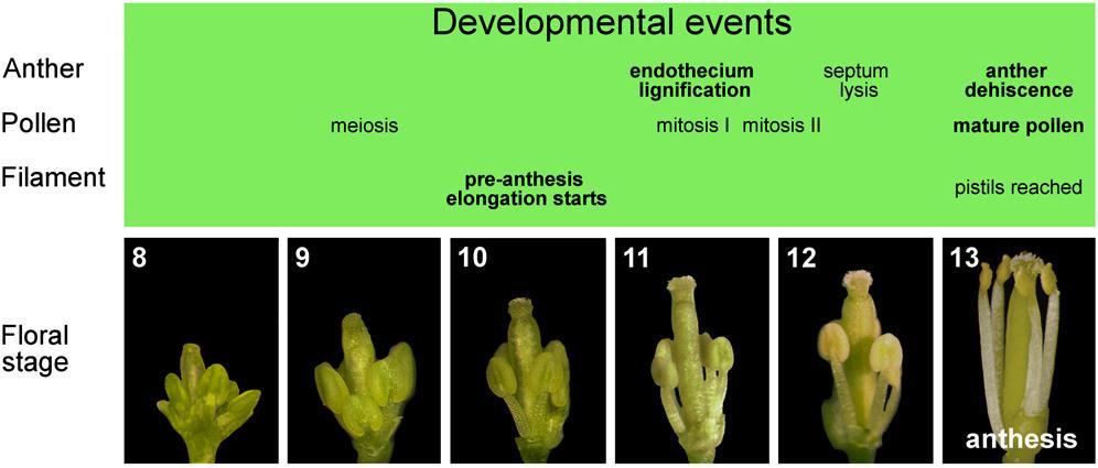 Stadi di sviluppo di androceo e gineceo in Arabidopsis Stadio 7: diventano distinguibili filamento ed antera