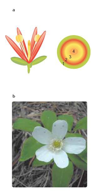 Il fiore è un germoglio a crescita determinata, con un asse corto, che