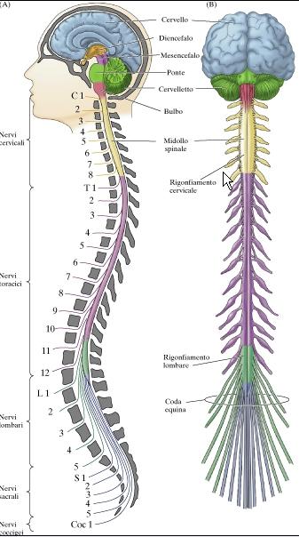 SISTEMA NERVOSO CENTRALE (SNC) Midollo spinale CERVELLO Cervicale