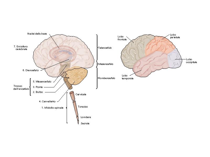 Il cervello può essere suddiviso in regioni Prosencefalo