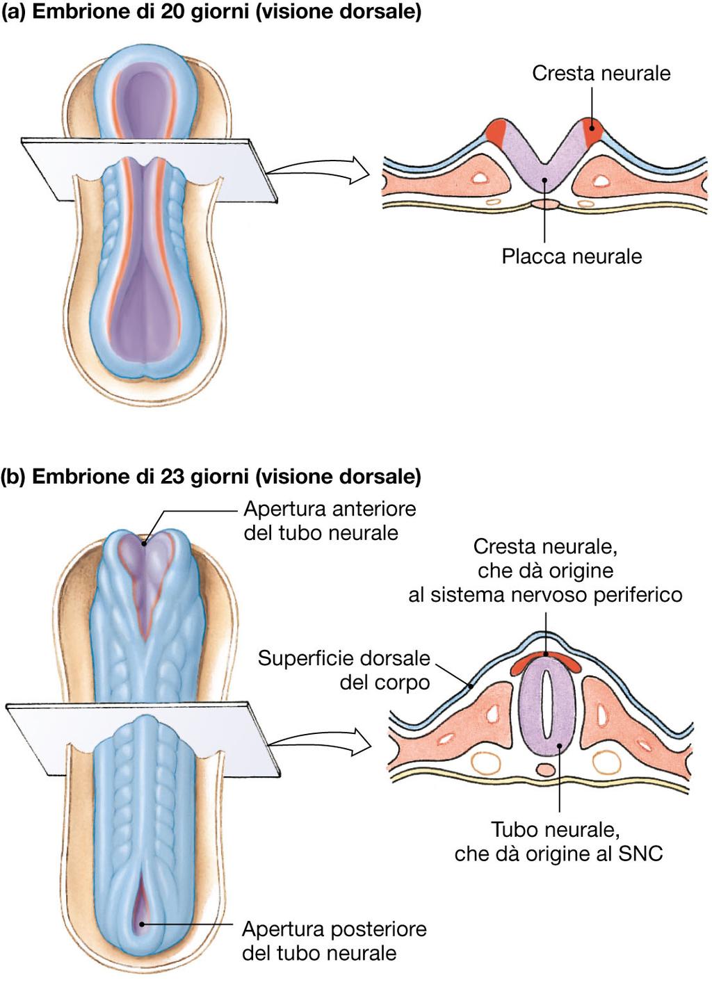 Il SN embrionale si sviluppa