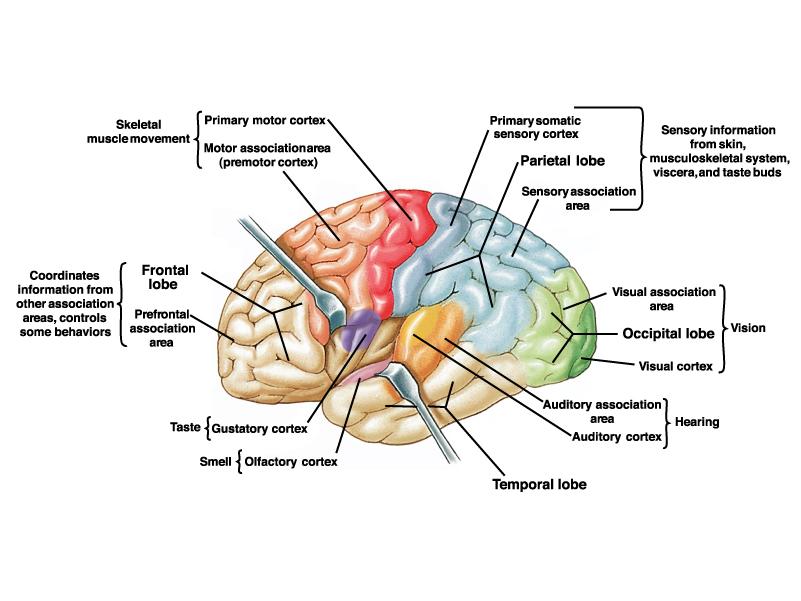 Le aree della corteccia hanno funzioni diverse e