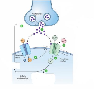 L attività modifica la funzione LTP 1-rilascio di GLU 2- l ingresso di Na depolarizza NO 3-la depolarizzazione allontana Mg e apre il canale NMDA 4- ingresso Ca 5- la cellula