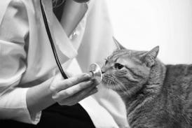 Il Ministero della salute può autorizzare la vendita dietro presentazione di RR dei medicinali veterinari per uso orale contenenti chemioterapici, antibiotici, antiparassitari utilizzati per il