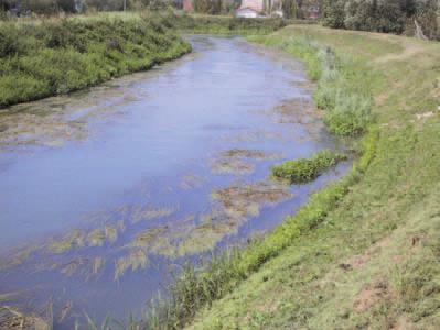 Manutenzione della vegetazione acquatica presente sul fondo: si nota il canale di corrente ove la vegetazione e stata eliminata e, sulla destra