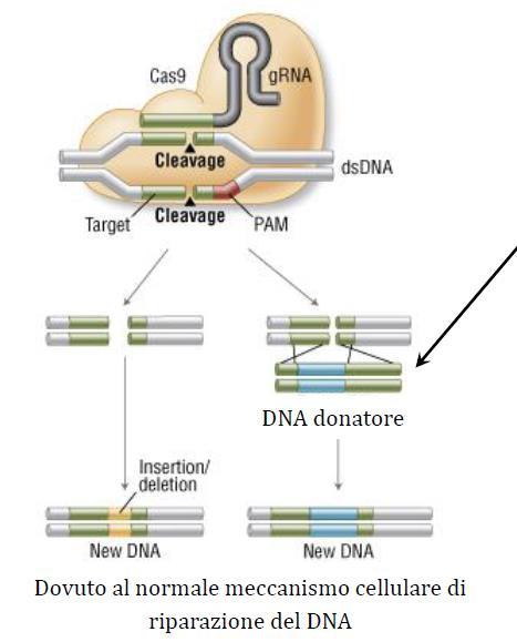 Cosa succede una volta che si è creato il taglio nel genoma della cellula target?