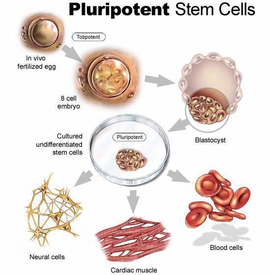 Animali geneticamente modificati Differenza fondamentale dal mondo vegetale: 1) le cellule animali non possono originare un organismo intero in vitro; 2) le cellule animali non possono essere