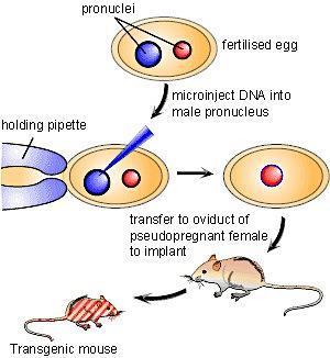 Microiniezione nel topo Si induce super-ovulazione in una femmina donatrice (35-50 oociti) Dopo l accoppiamento, si prelevano gli ovuli fecondati e si inietta del DNA lineare direttamente nel