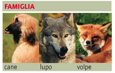 loro Cane e lupo appartengono al genere canis una famiglia