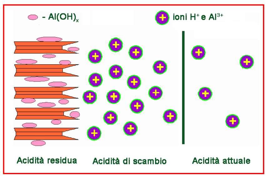 Il grado di reazione (ph) del suolo L acidità residua è funzione degli ioni idrossialluminio di spigolo e degli