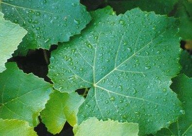 In autunno tale molecola si degrada e la quercetina e