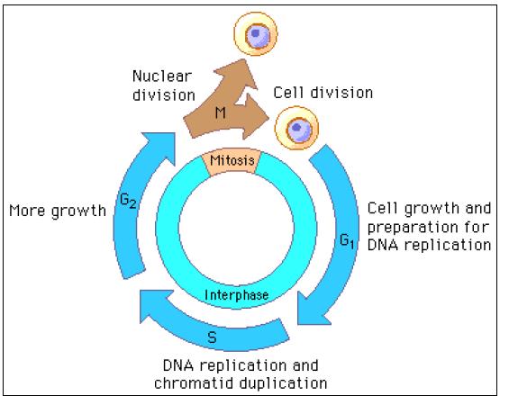 Il ciclo cellulare è uguale per tutte le cellule? La durata del ciclo cellulare varia a seconda del tipo cellulare.
