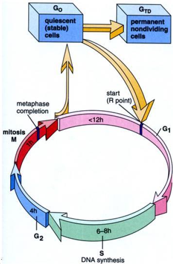 Le cellule che non si dividono più sono dette quiescenti o in G 0.