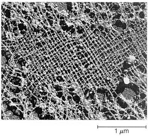 La lamina nucleare è una sottile e densa rete di fibre che tappezza la superficie interna della membrana nucleare interna e che serve da
