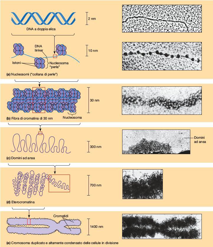 I nucleosomi sono le unità strutturali di base della cromatina negli eucarioti.