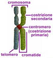 cromosomi mitotici (altamente condensati, distinguibili solo durante la mitosi) Il cromosoma mitotico risulta da una replicazione