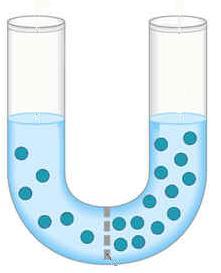 La migrazione delle molecole di acqua è denominata osmosi membrana Soluzioni in