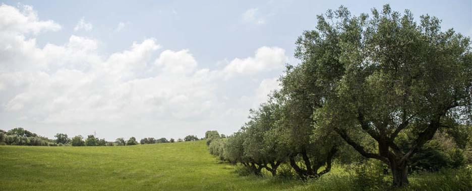 Specie di spazi agricoli: aziende agricole biodinamiche Il censimento dell agricoltura (2010) ha messo in evidenza che il comune di Roma è in controtendenza
