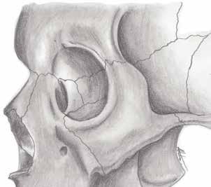 MANUALE DI CHIRURGIA MAXILLO-FACCIALE Il margine inferiore mediante l osso alveolare accoglie i singoli elementi dentali.