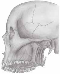 capitolo 1 ANATOMIA MAXILLO-FACCIALE Lo scheletro maxillo-facciale è costituito da: il mascellare superiore, la mandibola o mascellare inferiore, l osso zigomatico o malare, il palatino e le ossa