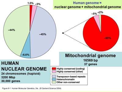 ribosomali http://www.ncbi.nlm.nih.