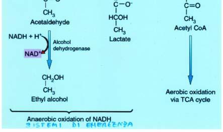 metabolici nei