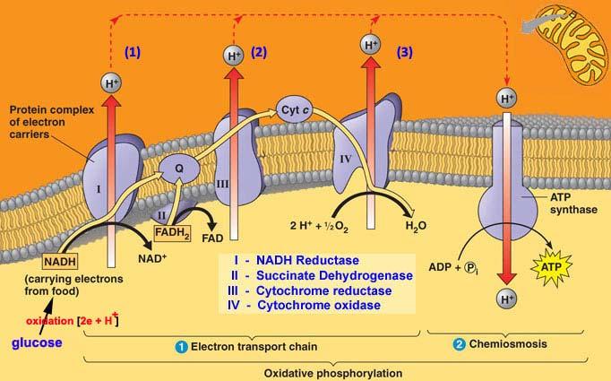 Accoppiamento chemiosmotico [1] Meccanismo commune usato dai mitocondri, cloroplasti e procarioti per ricavare energia.