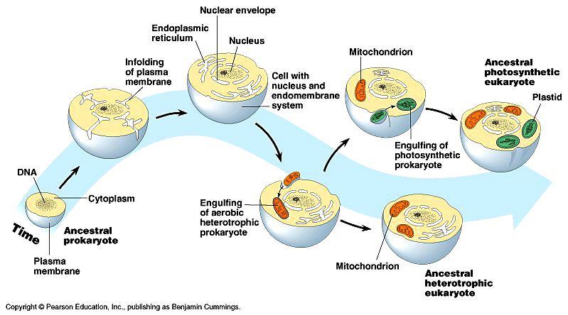 Teoria endosimbiontica http://www.zo.utexas.edu/faculty/sjasper/images/28.4.