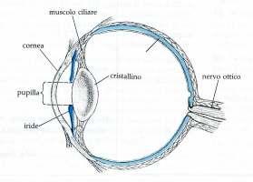 s 2,5 cm Occhio Nell occhio è presente una lente sottile, il cristallino che ha il compito di focalizzare l immagine sulla retina (strato di cellule nervose che riveste la superficie posteriore del