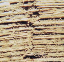 Esempi Particolare di un papiro egizio del sec. II d.c. Si nota la kollesis, zona di congiunzione di due fogli papiracei per formare il rotolo.