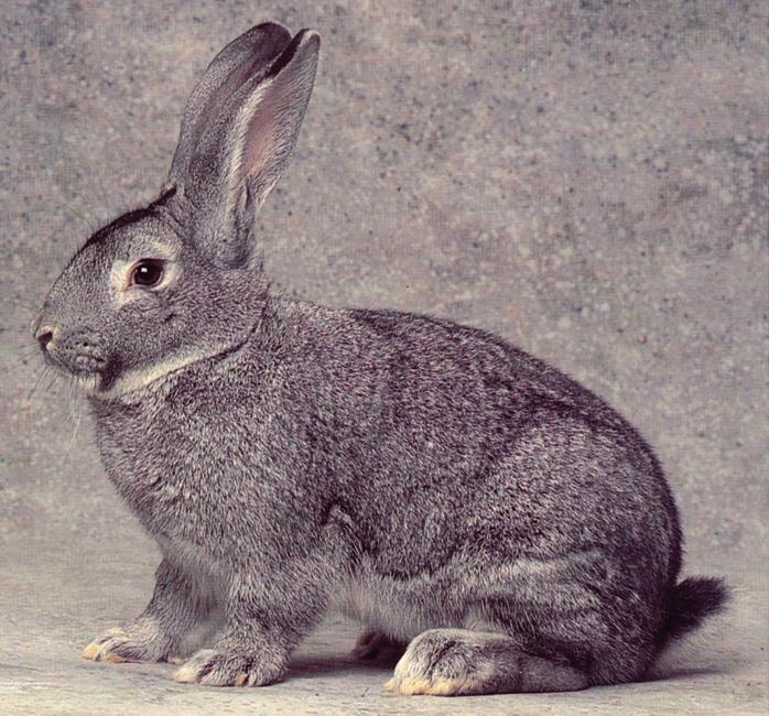 Cincillà Il Coniglio di razza Cincillà era presente in Veneto verso la metà del secolo scorso (Lucaroni 1953). Esemplari di questa razza sono facilmente reperibili in altre regioni.