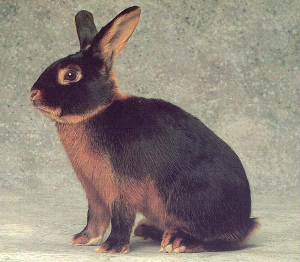 Focato È un coniglio comunemente allevato in Veneto nel secolo scorso (Lucaroni, 1953).